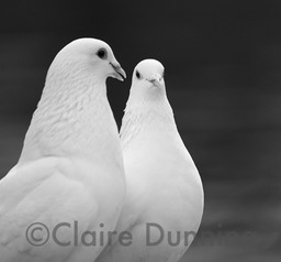 doves conversing