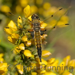 four spotted chaser in gorse