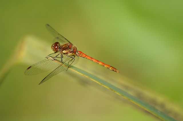 dragonfly.JPG