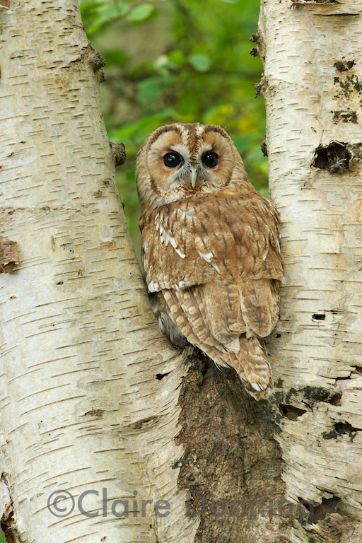 tawny owl
