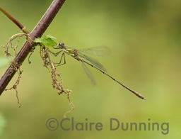 willow emerald