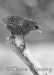 winter starling